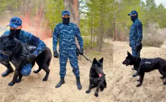 Служебные собаки в полиции Абай раскрыли 31 дело с начала года