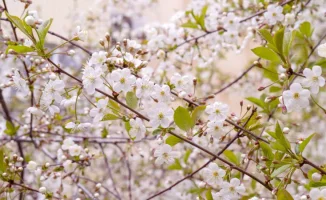 Астана окутана туманом, Алматы наслаждается теплом: прогноз погоды на 11-13 апреля от синоптиков Казгидромета