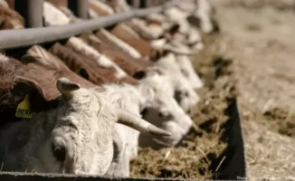 Эпидемия соседей: угроза для Казахстана и возможные последствия для здоровья населения