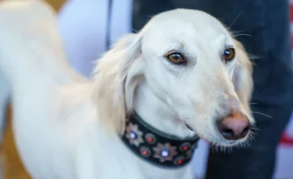 Казахстан отмечает новый праздник: День казахского тазы!