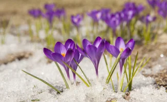 Температурный рекорд в Казахстане: март 2026 года с сильными морозами и аномальным теплом