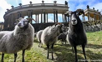 Овцы на троне: как 35 шерстяных 'садовников' ухаживают за прусским Версалем