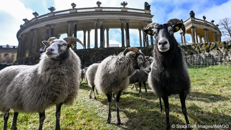 Овцы на троне: как 35 шерстяных 'садовников' ухаживают за прусским Версалем {city2}