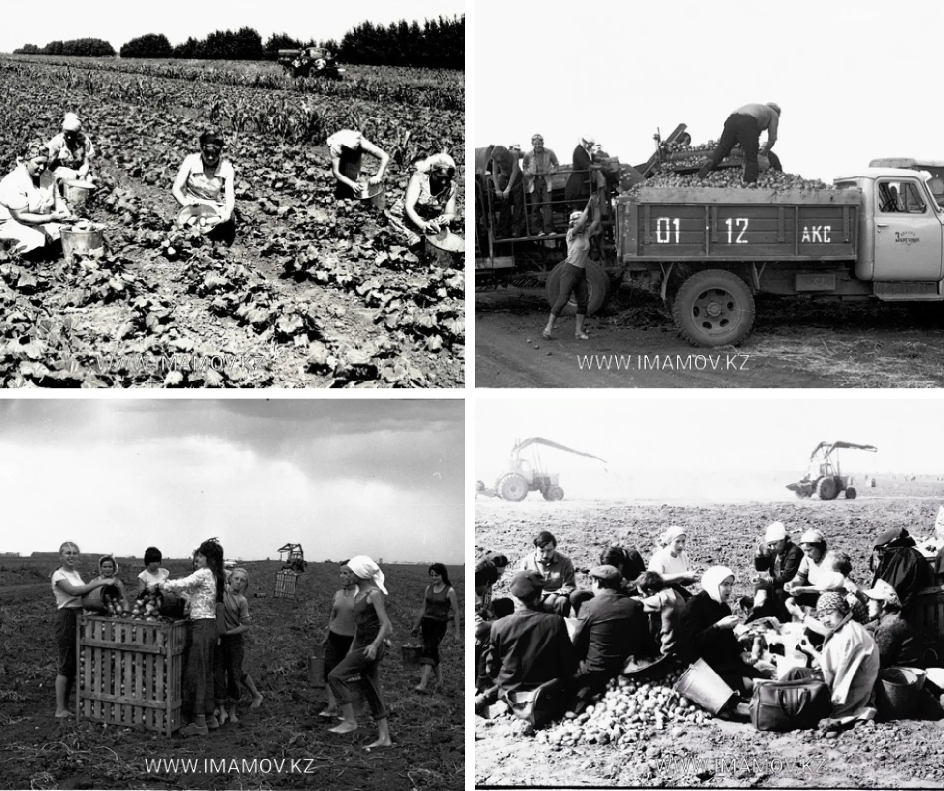 Совхоз 'Заречный'. Фото: Нурмухамат Имамов / imamov.kz