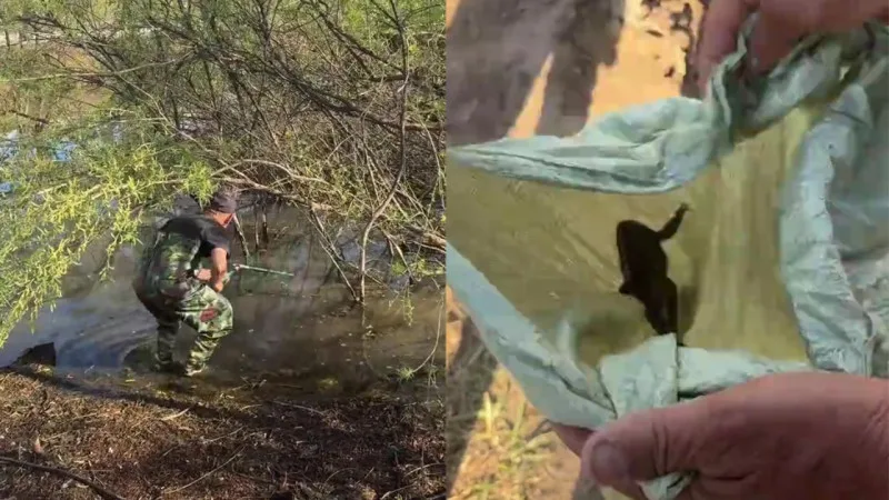 Жители Астаны обсуждают громкое кваканье лягушек в парке Samal Park, что привело к отлову amphibian в пруду. Акимат объяснил необходимость этой меры. {city2}
