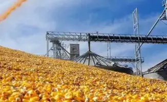 Кукурузный завод: новый двигатель экономического роста в Туркестанской области