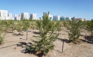 В Туркестане высадили деревья в рамках программы «Таза Қазақстан» с участием Верховного муфтия и акима области