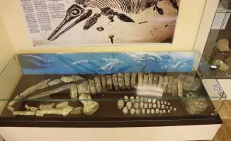 Исследования морских рептилий юрского периода в Западном Казахстане: вклад в понимание эволюции и экологии древних океанов