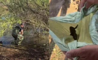 Жители Астаны обсуждают громкое кваканье лягушек в парке Samal Park, что привело к отлову amphibian в пруду. Акимат объяснил необходимость этой меры.