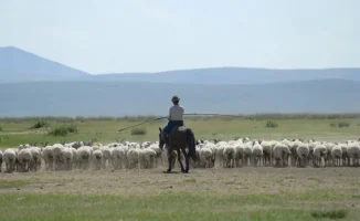 Вакансия пастуха с зарплатой в миллион тенге вызвала ажиотаж в Китае